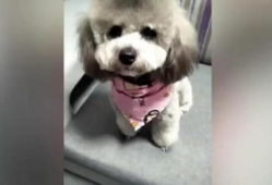 狗狗视频大全,欢乐瞬间，温馨瞬间，萌态百出